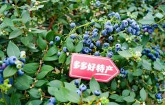 拼多多发布2025全年财报：“